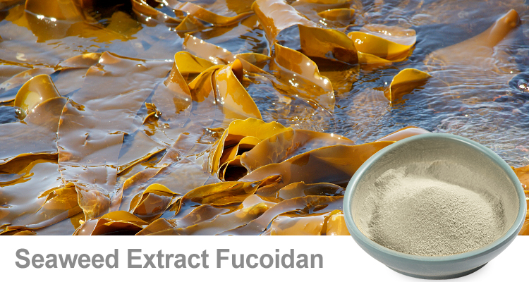 关于岩藻多糖，你知道多少？陕西恒植源