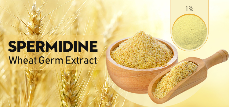 亚精胺是如何延缓衰老|陕西恒植源