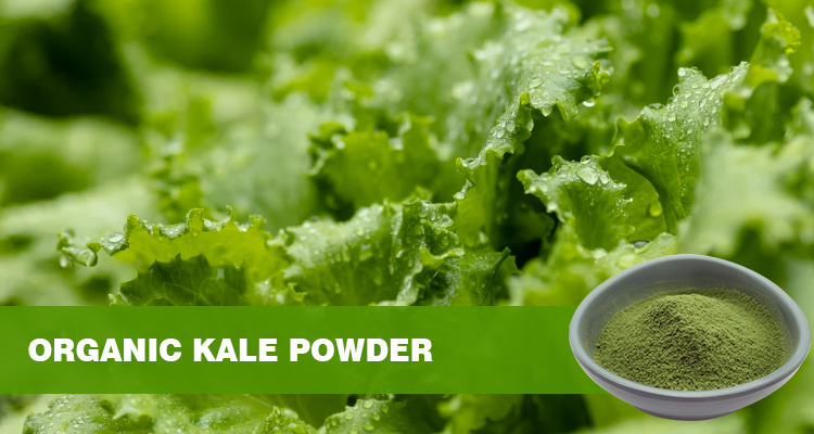 有机羽衣甘蓝功效与禁忌 | 陕西恒植源