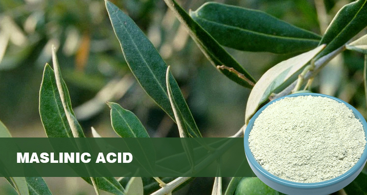 山楂酸作为抗氧化剂和抗炎剂 | 陕西恒植源