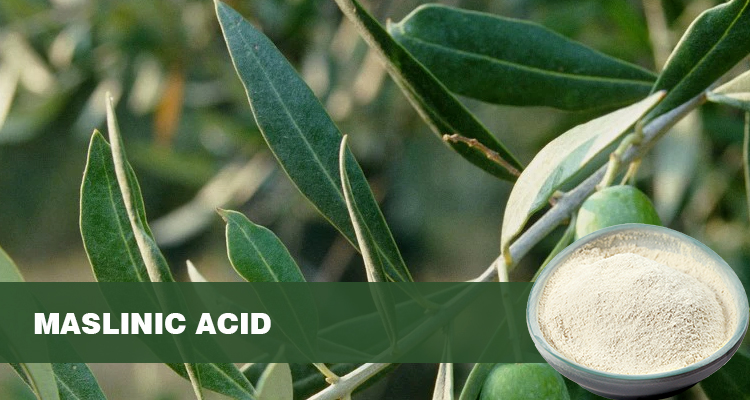 陕西恒植源  橄榄叶提取物山楂酸的介绍  