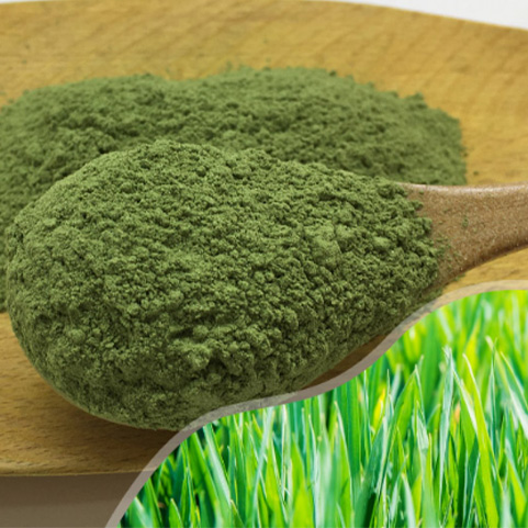 有机大麦苗粉提高人体的免疫力 | 陕西恒植源