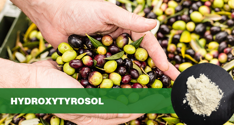 羟基酪醇作用|陕西恒植源